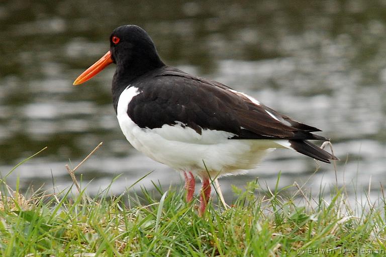 ENE-20070510-0046.jpg - [nl] Scholekster ( Haematopus ostralegus ) | Laggan, Schotland[en] Eurasian Oystercatcher ( Haematopus ostralegus ) | Laggan, Scotland